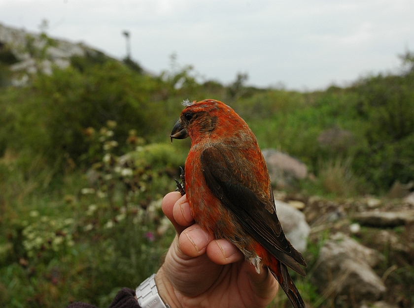 Common Crossbill, Sundre 20100821